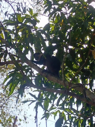 Red-bellied Monkey