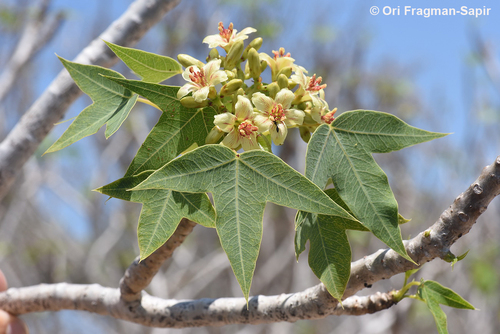Jatropha mahafalensis