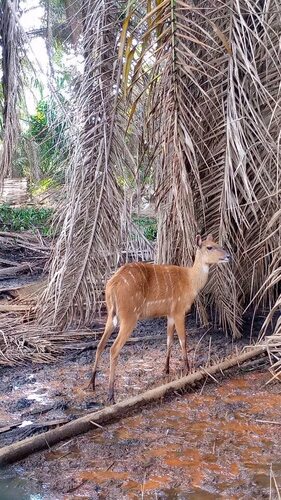 Forest Sitatunga