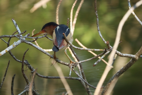 Least Bittern (Botaurus exilis)