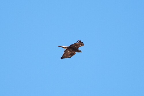 Avistamiento Águila real (Sierra Nevada)