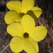 Pachypodium rosulatum gracilius - Photo (c) Ori Fragman-Sapir, all rights reserved, uploaded by Ori Fragman-Sapir