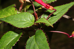 Centropogon costaricae image