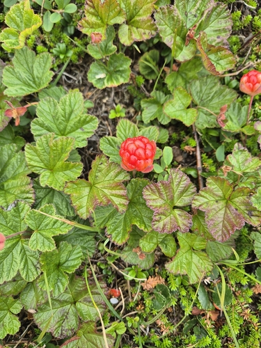 cloudberry