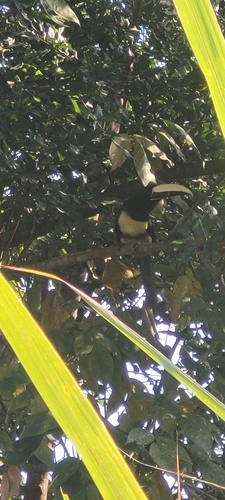 Black-necked Aracari