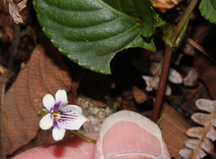 Viola scandens image