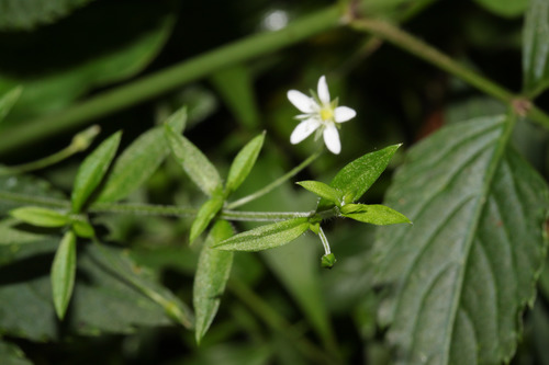 Arenaria lanuginosa image