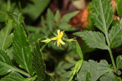 Image of Hypericum thesiifolium