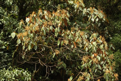 Miconia dolichorrhyncha image