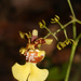 Oncidium bryolophotum - Photo (c) Ruth Ripley, all rights reserved, uploaded by Ruth Ripley