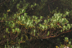 Escallonia myrtilloides image