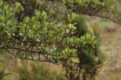 Escallonia myrtilloides image