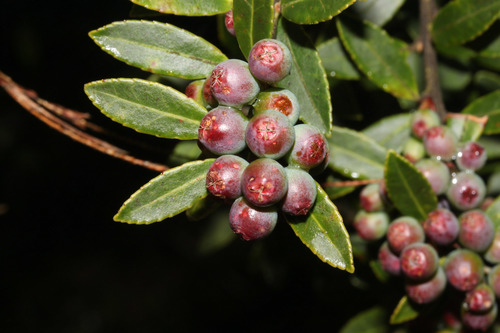 Vaccinium consanguineum image