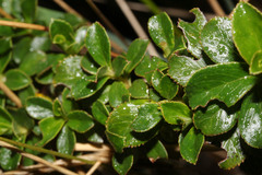 Escallonia myrtilloides image