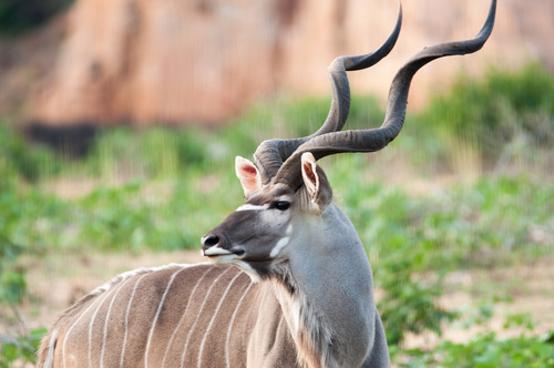 Greater Kudu