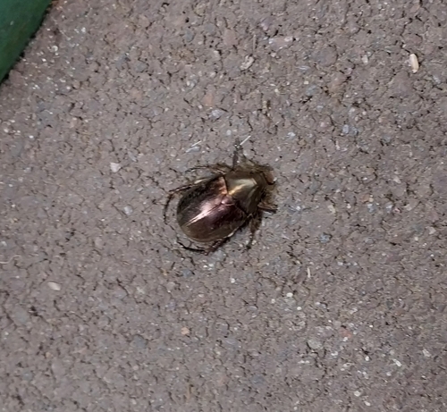 Cupreous Chafer