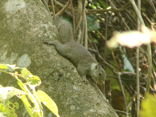 Whitish Dwarf Squirrel (Prosciurillus leucomus) — Least Concern Mammalia