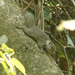Whitish Dwarf Squirrel - Photo (c) David Beadle, all rights reserved, uploaded by David Beadle