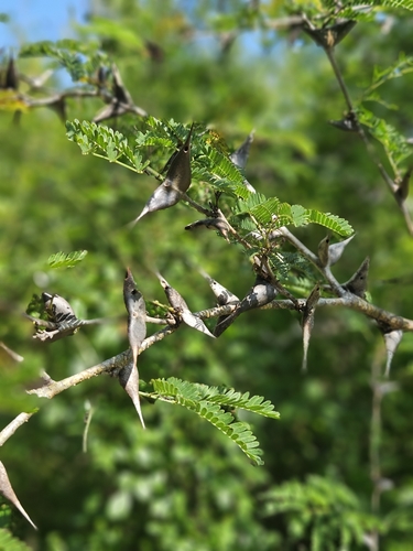 bullhorn acacia (Vachellia cornigera)