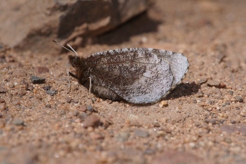 Red-disked Alpine