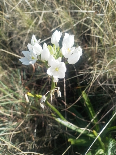 Transkei Chink (Ornithogalum baurii)