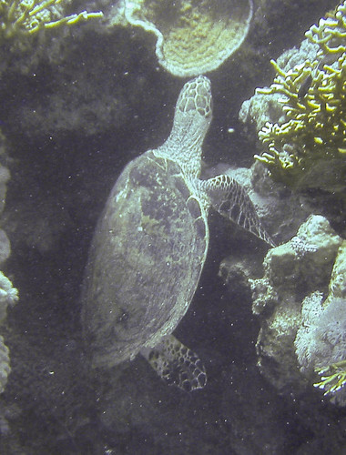 Hawksbill Sea Turtle — seen at this dive site