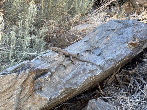iNaturalist observation photo of Western Fence Lizard