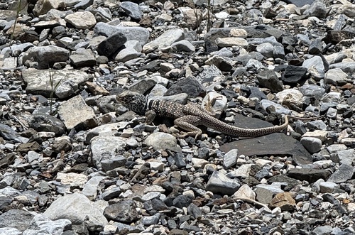 iNaturalist observation photo of Desert Collared Lizard