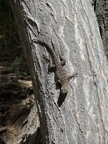 iNaturalist observation photo of Western Fence Lizard