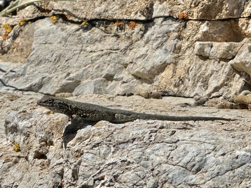 iNaturalist observation photo of Common Side-blotched Lizard
