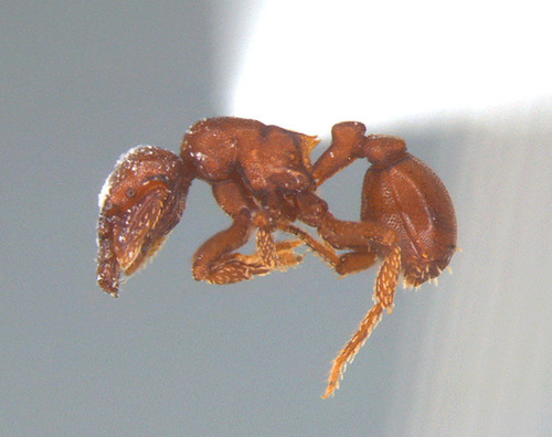 Eurhopalothrix spectabilisEurhopalothrix spectabilis