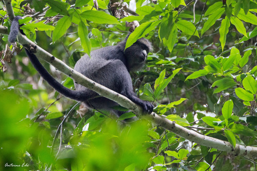 Cercopithecus nictitans – Wikipédia, a enciclopédia livre