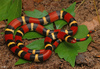 Scarlet Kingsnake - Photo (c) Jake Scott, all rights reserved, uploaded by Jake Scott