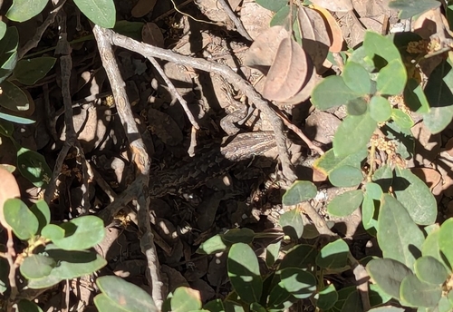 iNaturalist observation photo of Common Sagebrush Lizard