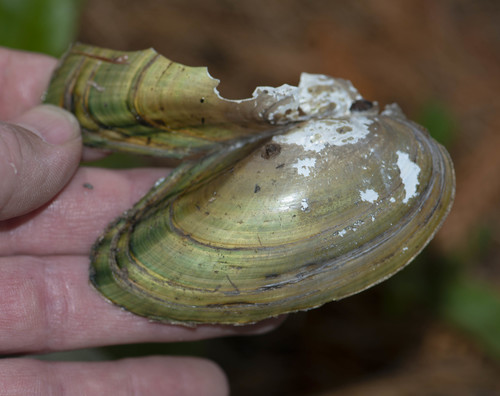 Eastern Floater