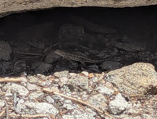 iNaturalist observation photo of Western Fence Lizard