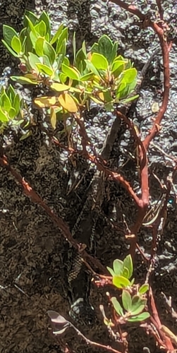 iNaturalist observation photo of Western Fence Lizard