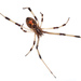 Brown Widow - Photo (c) Mfield, some rights reserved (GFDL)
