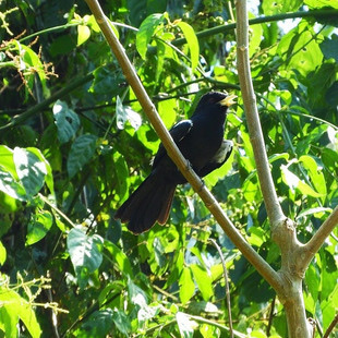 Yellow-billed Nunbird