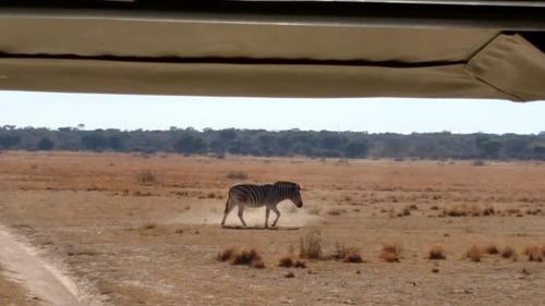 Plains Zebra