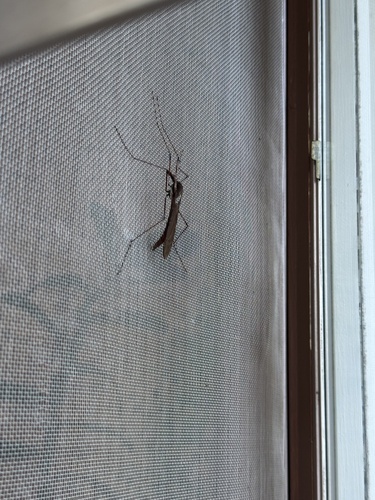 Unknown species found near W Artemos Dr, Missoula, MT, US