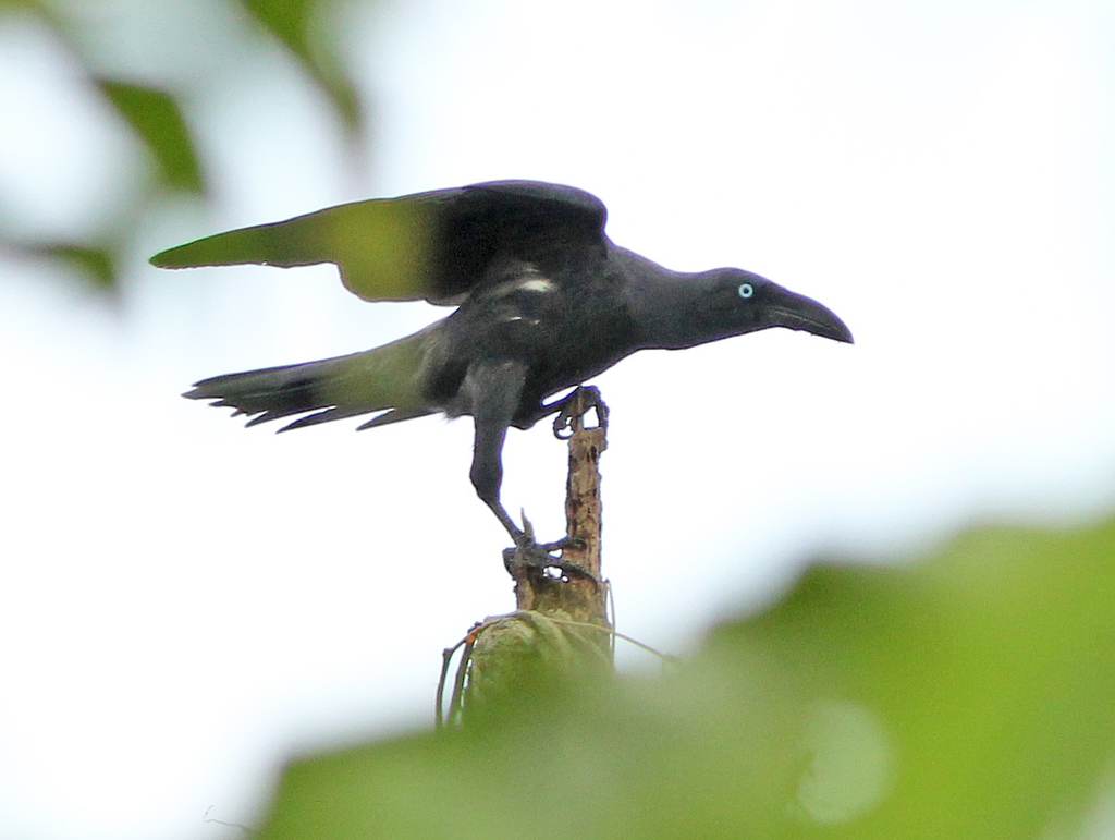 Long-billed Crow photo