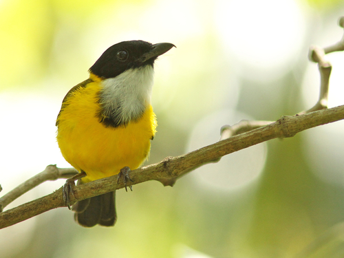 Black-chinned Whistler