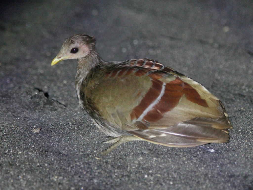Moluccan Megapode photo