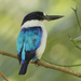 Blue-and-white Kingfisher - Photo (c) David Beadle, all rights reserved, uploaded by David Beadle