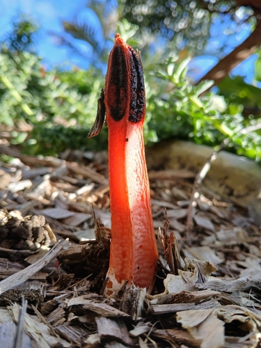 lantern stinkhorn