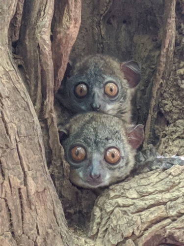 Daraina Sportive Lemur (Lepilemur milanoii) — Endangered Mammalia