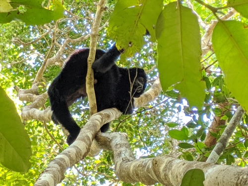 Perrier’s Sifaka