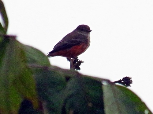 Vermilion Flycatcher