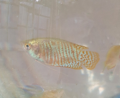 Banded Gourami